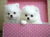 Ayıcık Surat Boo Pomeranian Yavrular