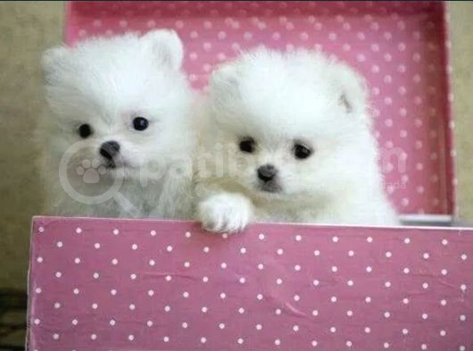 Ayıcık Surat Boo Pomeranian Yavrular
