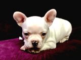 Irk Garantili Teslime Hazır French Bulldog Yavruları