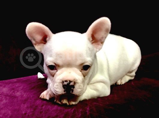 Irk Garantili Teslime Hazır French Bulldog Yavruları görsel
