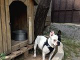 Irk Garantili Teslime Hazır French Bulldog Yavruları