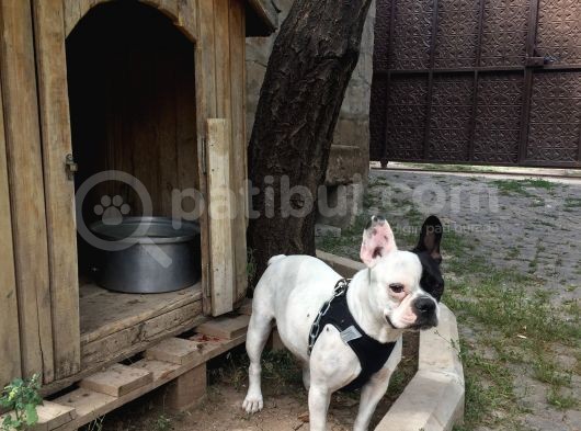 Irk Garantili Teslime Hazır French Bulldog Yavruları