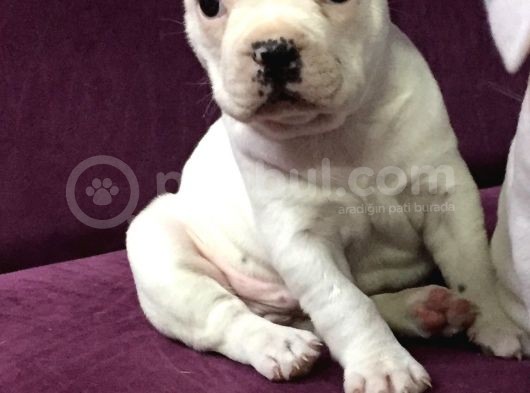 Irk Garantili Teslime Hazır French Bulldog Yavruları görsel