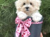 Xxs Malti̇poo Tüy Dökmez Koku Yapmaz