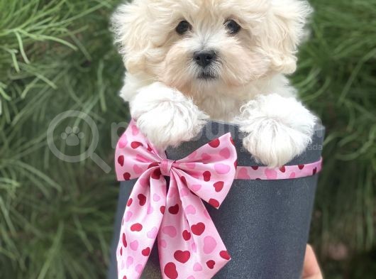Xxs Malti̇poo Tüy Dökmez Koku Yapmaz görsel