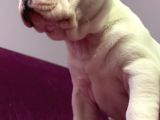 Irk Garantili Teslime Hazır French Bulldog Yavruları