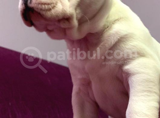 Irk Garantili Teslime Hazır French Bulldog Yavruları görsel