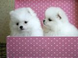Ayıcık Surat Boo Pomeranian Yavrular