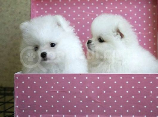 Ayıcık Surat Boo Pomeranian Yavrular görsel