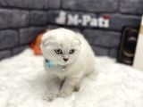 Sıfır Kulak Küt Burun Scottish Fold