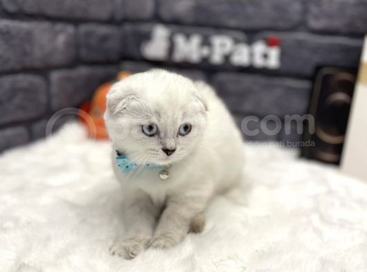 Sıfır Kulak Küt Burun Scottish Fold görsel