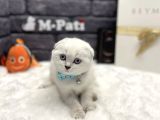 Sıfır Kulak Küt Burun Scottish Fold