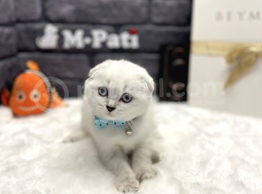 Sıfır Kulak Küt Burun Scottish Fold görsel