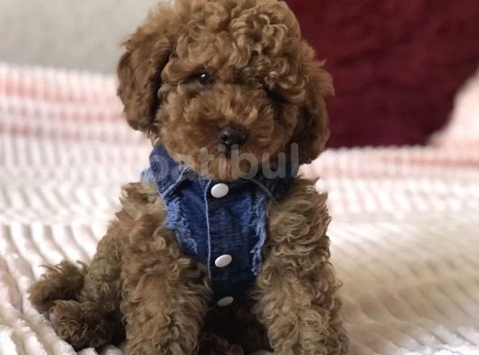 Red Toy Poodle Yavrular görsel