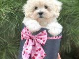 Xxs Malti̇poo Tüy Dökmez Koku Yapmaz