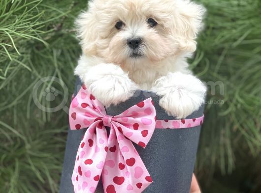 Xxs Malti̇poo Tüy Dökmez Koku Yapmaz
