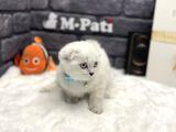 Sıfır Kulak Küt Burun Scottish Fold
