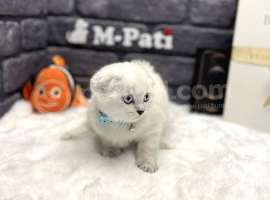 Sıfır Kulak Küt Burun Scottish Fold görsel