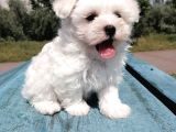 Mini Boy Maltese Yavrular