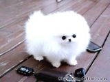 Ayı Surat Pomeranian Boo Yavrularımız