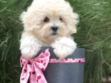 Xxs Malti̇poo Tüy Dökmez Koku Yapmaz
