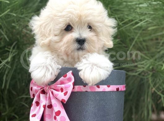 Xxs Malti̇poo Tüy Dökmez Koku Yapmaz görsel