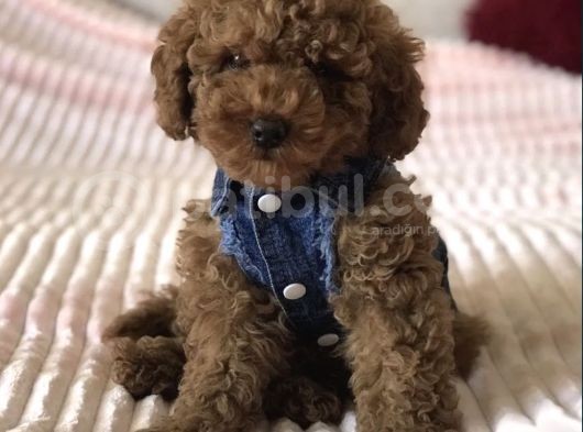 Red Toy Poodle Yavrular görsel