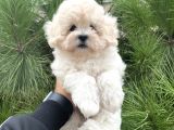 Xxs Malti̇poo Tüy Dökmez Koku Yapmaz