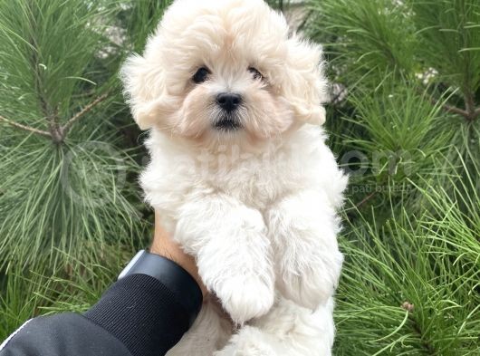 Xxs Malti̇poo Tüy Dökmez Koku Yapmaz görsel