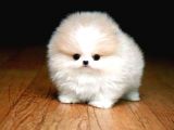 Ayı Surat Pomeranian Boo Yavrularımız