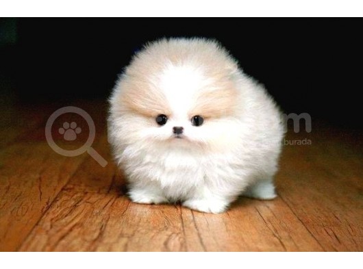 Ayı Surat Pomeranian Boo Yavrularımız