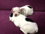 Irk Garantili Teslime Hazır French Bulldog Yavruları