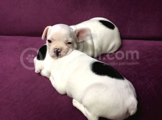 Irk Garantili Teslime Hazır French Bulldog Yavruları görsel