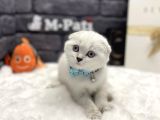 Sıfır Kulak Küt Burun Scottish Fold