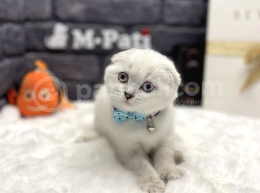 Sıfır Kulak Küt Burun Scottish Fold