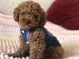 Red Toy Poodle Yavrular