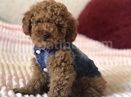 Red Toy Poodle Yavrular