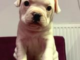 Irk Garantili Teslime Hazır French Bulldog Yavruları