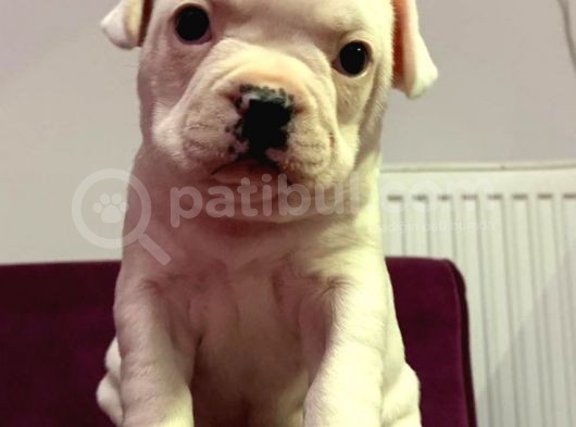Irk Garantili Teslime Hazır French Bulldog Yavruları görsel