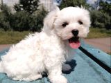 Mini Boy Maltese Yavrular
