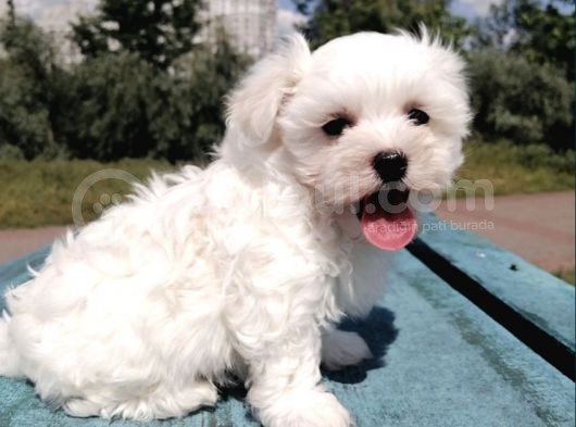 Mini Boy Maltese Yavrular görsel