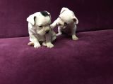 Irk Garantili Teslime Hazır French Bulldog Yavruları