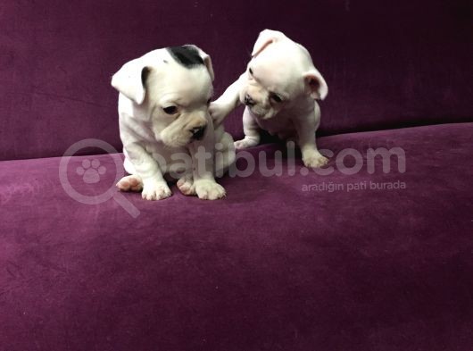 Irk Garantili Teslime Hazır French Bulldog Yavruları görsel