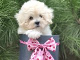 Xxs Malti̇poo Tüy Dökmez Koku Yapmaz