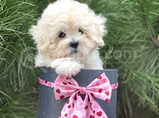 Xxs Malti̇poo Tüy Dökmez Koku Yapmaz görsel