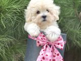 Xxs Malti̇poo Tüy Dökmez Koku Yapmaz