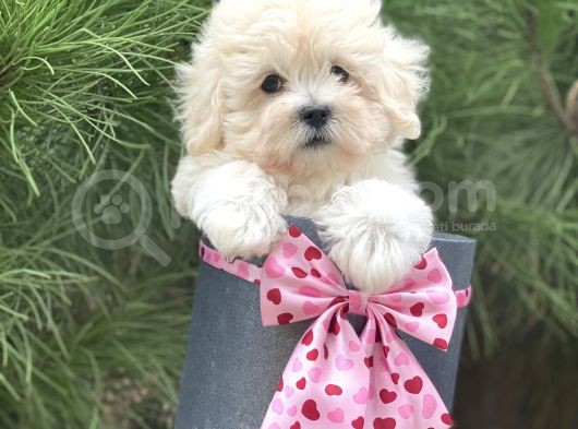 Xxs Malti̇poo Tüy Dökmez Koku Yapmaz görsel