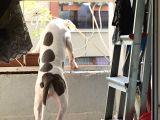 5 Bucuk Aylık Aşıları Tam Dişi Rednos