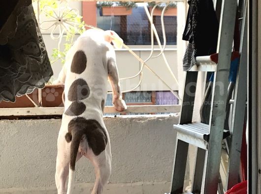 5 Bucuk Aylık Aşıları Tam Dişi Rednos görsel