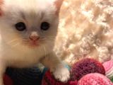 Britishshorthair & Scottishfold